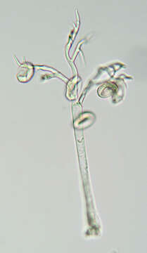 Слика од Peronospora verbenae