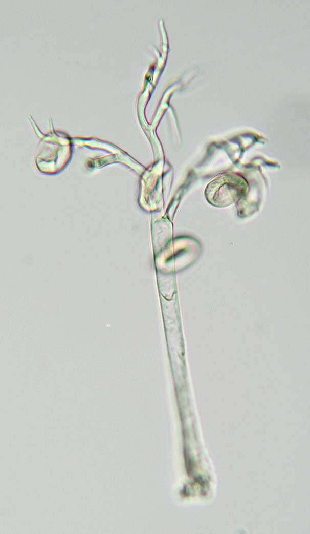 Image of Peronospora verbenae