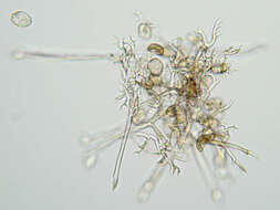 Image of Peronospora verbenae