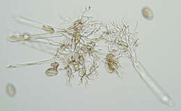 Image of Peronospora verbenae