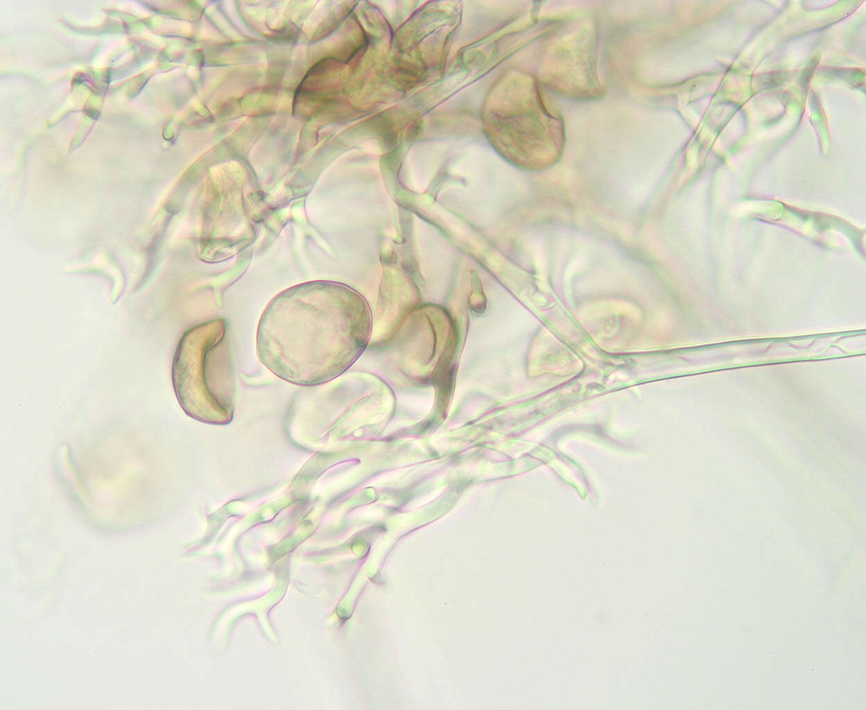 Слика од Peronospora verbenae