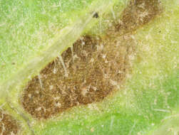 Слика од Peronospora verbenae