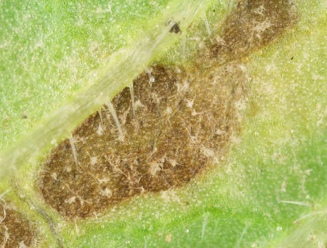 Слика од Peronospora verbenae