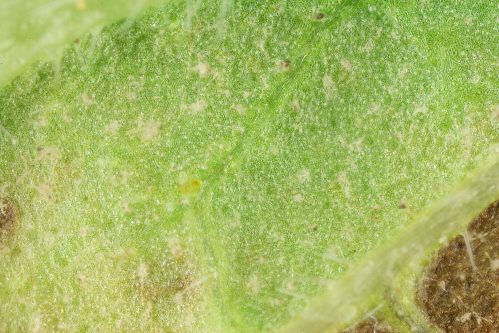 Слика од Peronospora verbenae