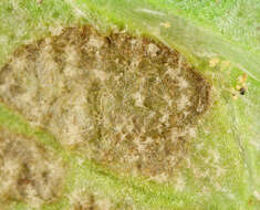 Image of Peronospora verbenae