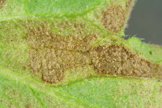 Image of Peronospora verbenae