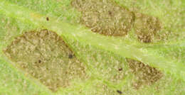Image of Peronospora verbenae