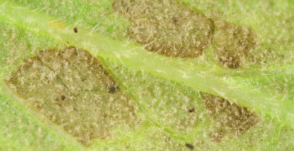 Image of Peronospora verbenae