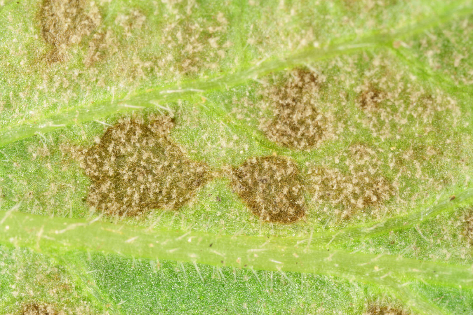 Image of Peronospora verbenae