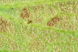 Слика од Peronospora verbenae