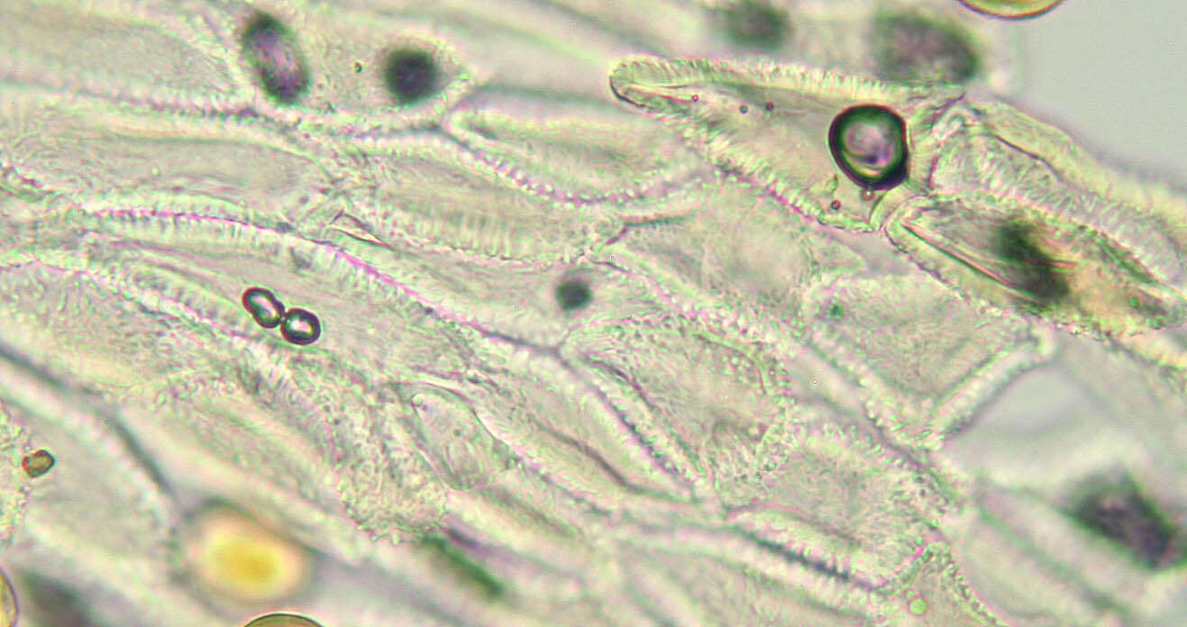 Sivun Gymnosporangium confusum Plowr. 1889 kuva