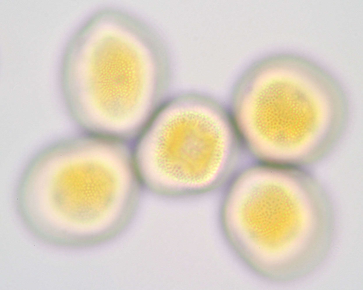 Sivun Gymnosporangium confusum Plowr. 1889 kuva