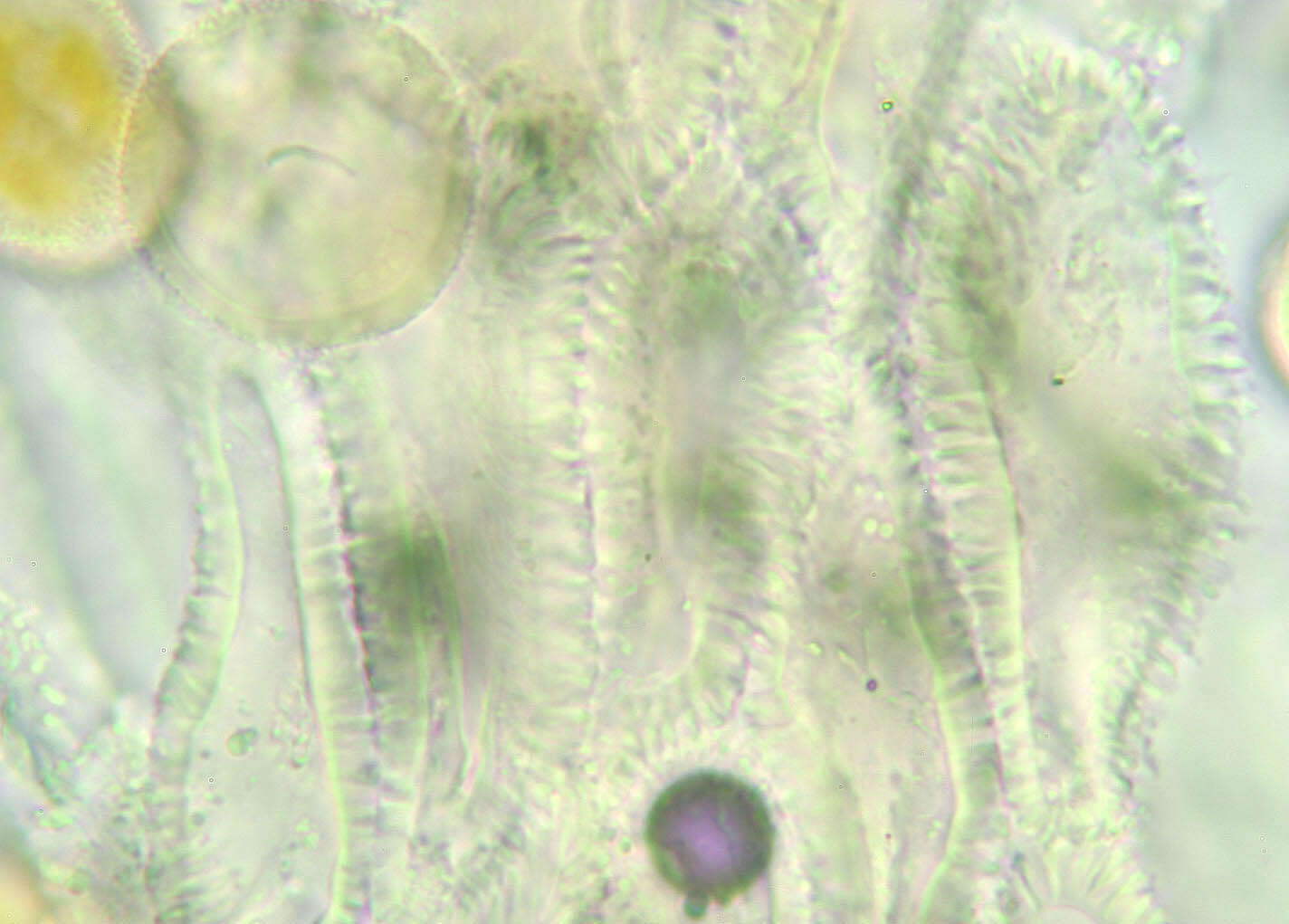 Sivun Gymnosporangium confusum Plowr. 1889 kuva