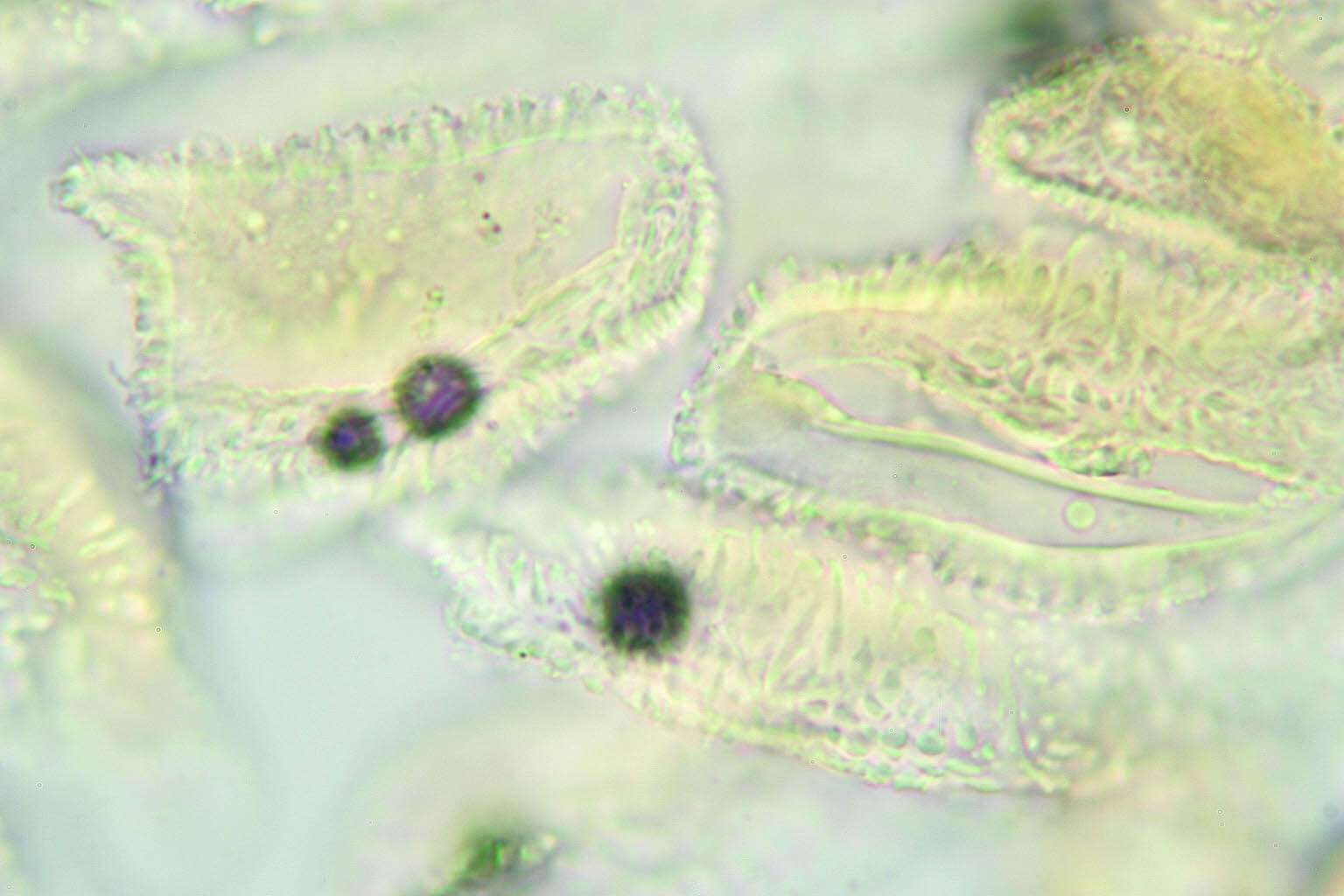 Sivun Gymnosporangium confusum Plowr. 1889 kuva