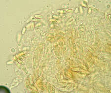 Image of Colletotrichum gloeosporioides (Penz.) Penz. & Sacc. 1884