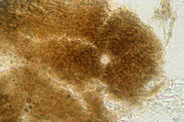 Image of Colletotrichum gloeosporioides (Penz.) Penz. & Sacc. 1884