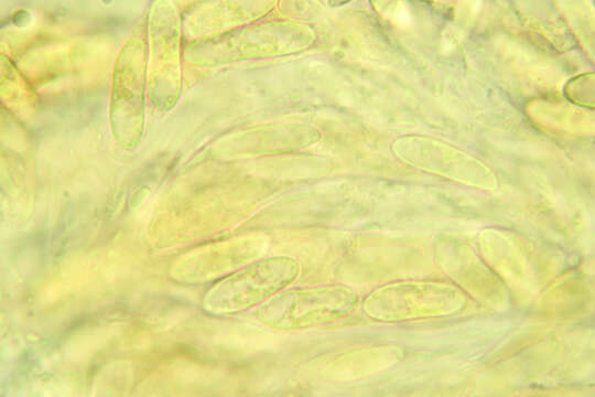 Image of Colletotrichum gloeosporioides (Penz.) Penz. & Sacc. 1884