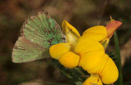 Plancia ëd Callophrys rubi (Linnaeus 1758)