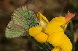 Plancia ëd Callophrys rubi (Linnaeus 1758)