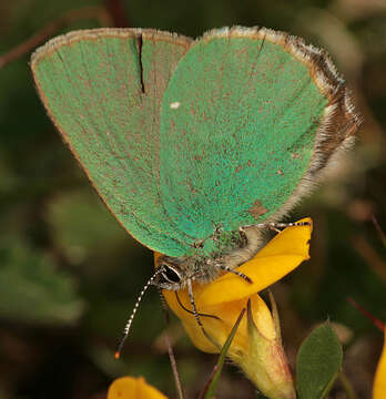 Image of Green Hairstreak