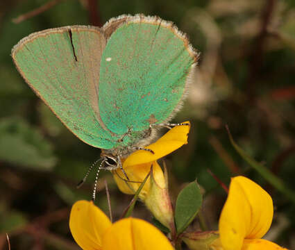 Image of Green Hairstreak