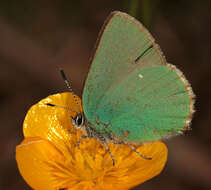 Plancia ëd Callophrys rubi (Linnaeus 1758)