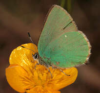 Plancia ëd Callophrys rubi (Linnaeus 1758)