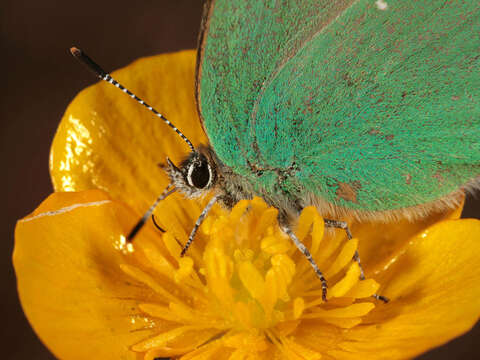 Plancia ëd Callophrys rubi (Linnaeus 1758)