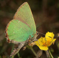 Image of Green Hairstreak