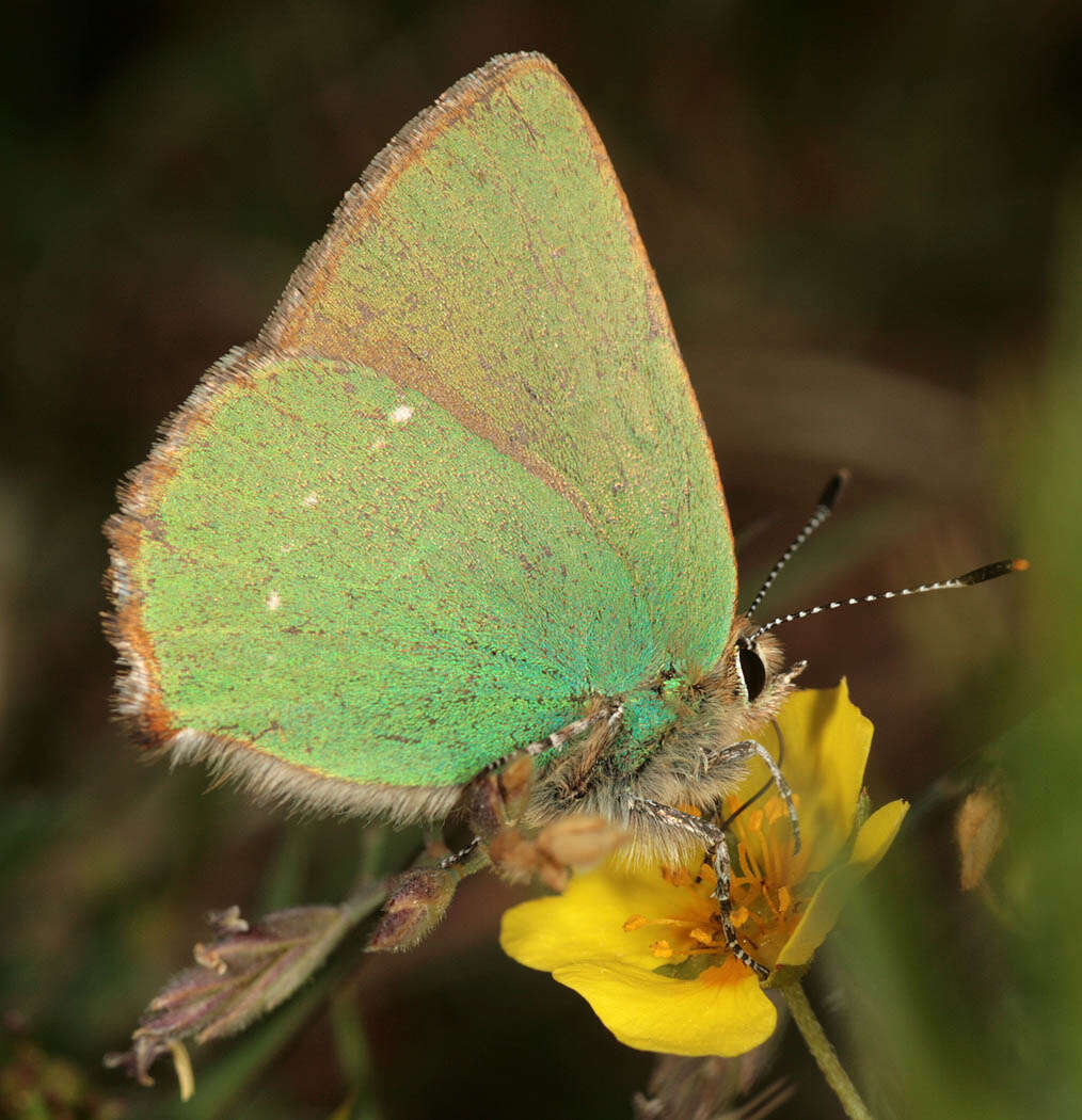 Plancia ëd Callophrys rubi (Linnaeus 1758)