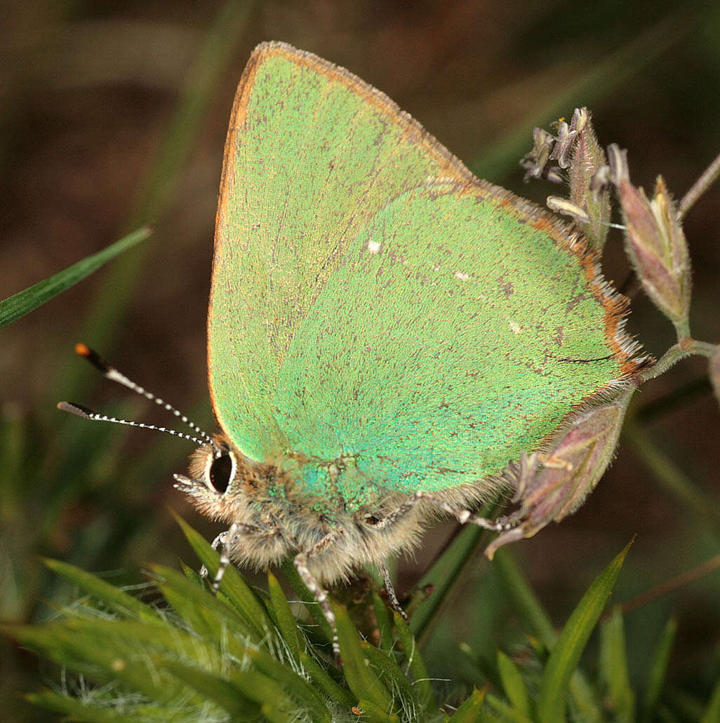 Plancia ëd Callophrys rubi (Linnaeus 1758)