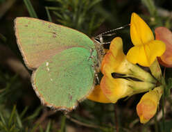 Plancia ëd Callophrys rubi (Linnaeus 1758)