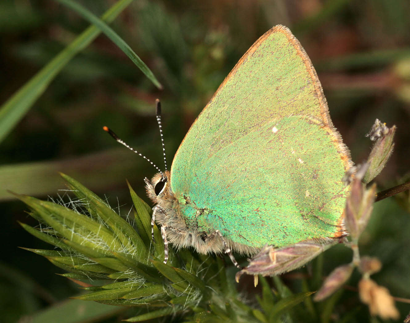 Plancia ëd Callophrys rubi (Linnaeus 1758)