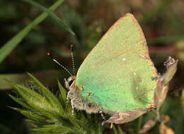 Plancia ëd Callophrys rubi (Linnaeus 1758)