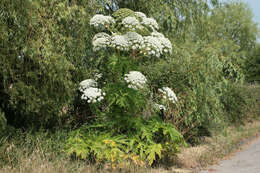 Image of Mantegazzi's Cow-Parsnip