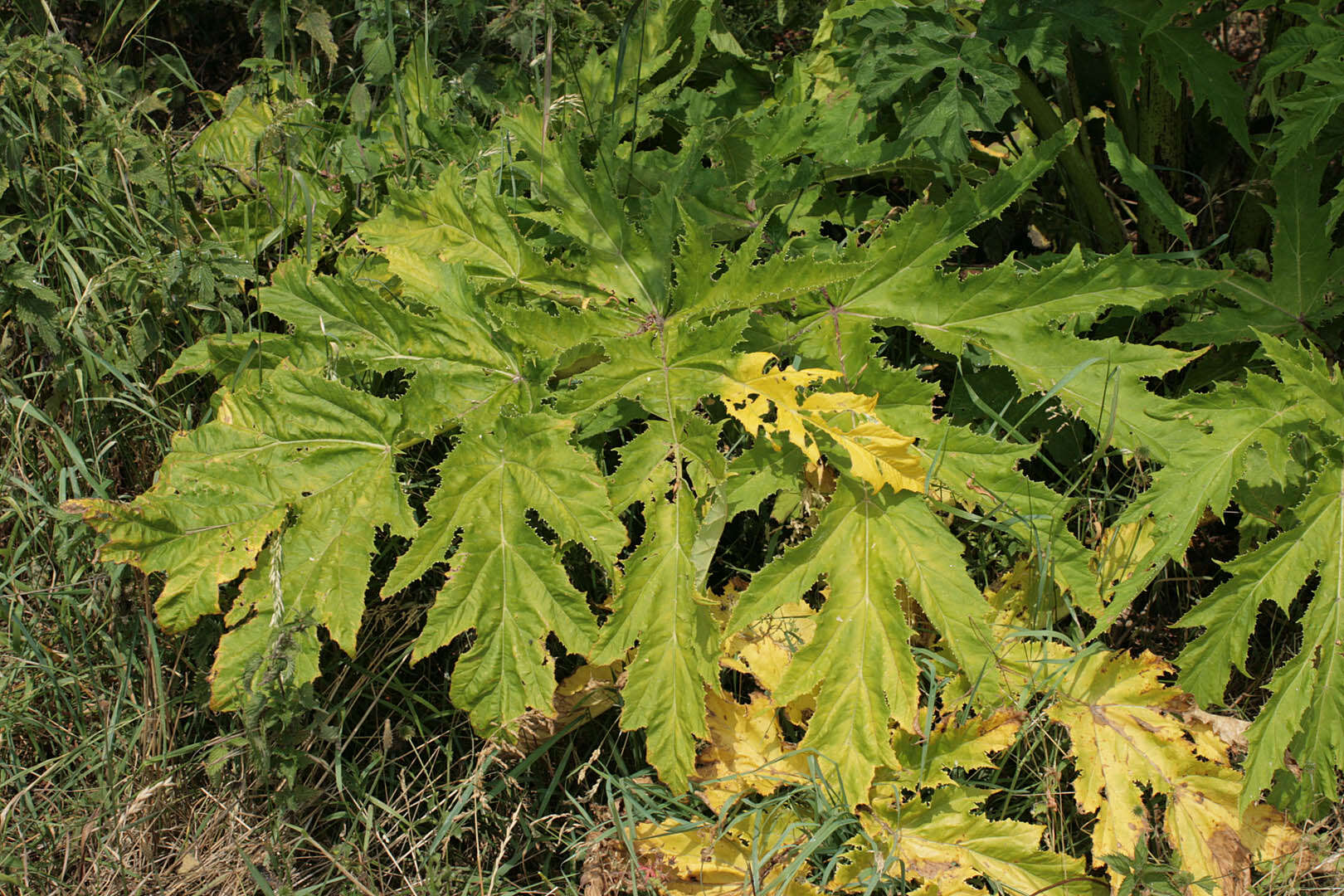 Imagem de Heracleum mantegazzianum Sommier & Levier