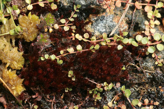 Image of alpine bryum moss