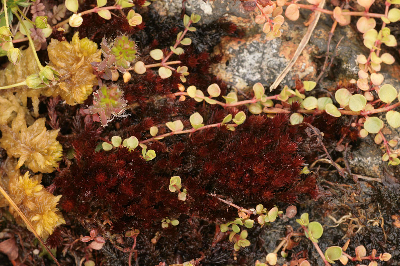 Imagem de Bryum alpinum Hudson ex Withering 1801