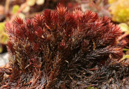 Image of alpine bryum moss
