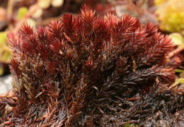 Imagem de Bryum alpinum Hudson ex Withering 1801