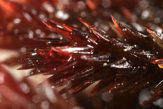 Image of alpine bryum moss