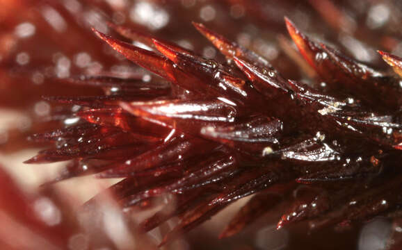 Image of alpine bryum moss