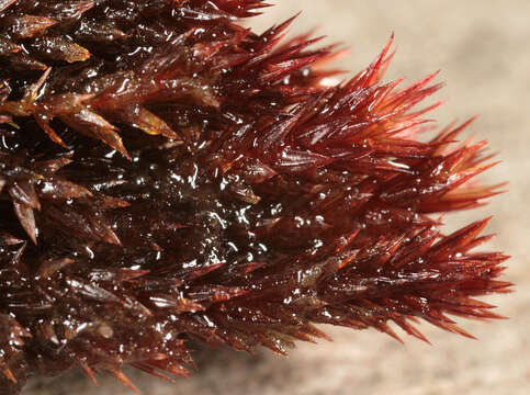 Image of alpine bryum moss