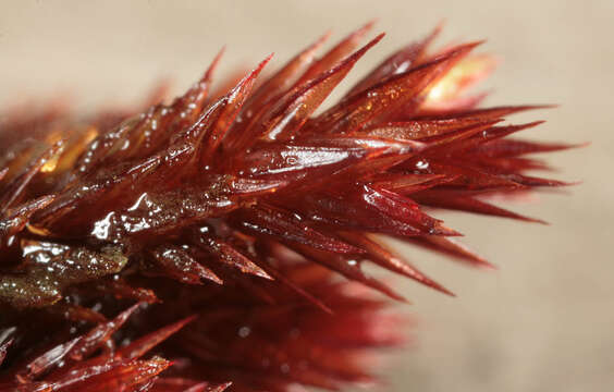 Image of alpine bryum moss