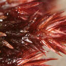 Image of alpine bryum moss