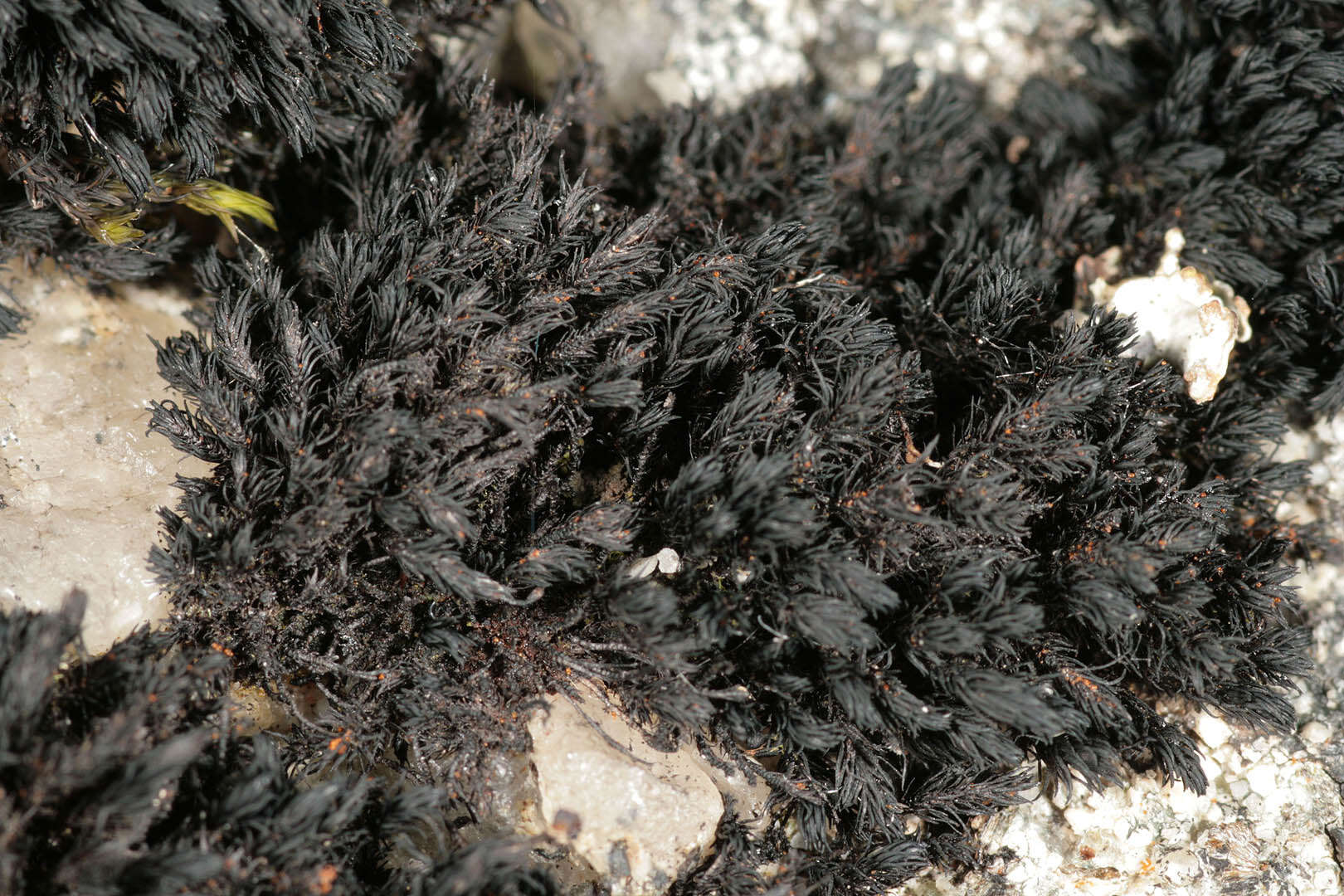 Image of Roth's andreaea moss