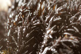 Image of Roth's andreaea moss