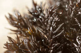 Image of Roth's andreaea moss