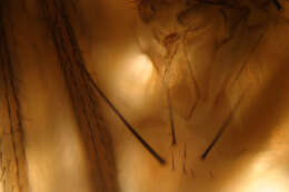 Imagem de Drosophila immigrans Sturtevant 1921