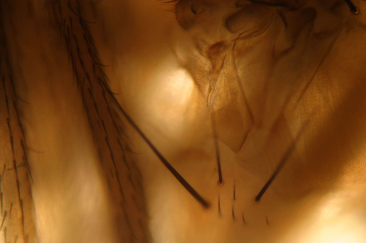 Imagem de Drosophila immigrans Sturtevant 1921